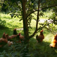 Hühner im Hagen
